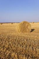 stack of straw in the field photo