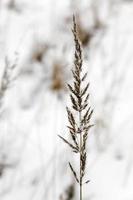 semilla de hierba en invierno foto