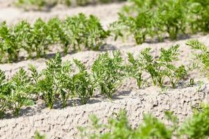 Field with carrot photo