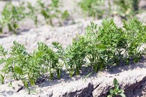 Field with carrot photo