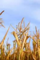 Green immature corn photo