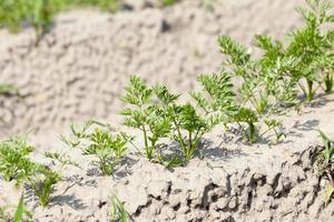 Field with carrot photo