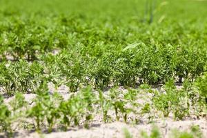 Field with carrot photo