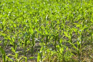 campo de maíz, verano foto