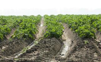 Field with potato photo