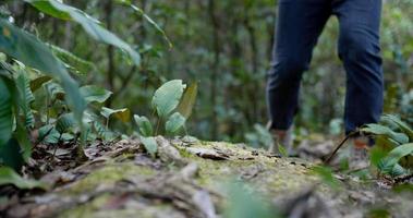 Zeitlupenaufnahme, Nahaufnahme, Wandermann mit Trekkingschuhen, der Schritt über Blätter auf dem Boden im Naturwald geht video
