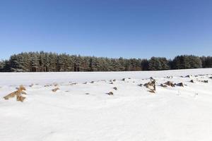 Snow in winter photo