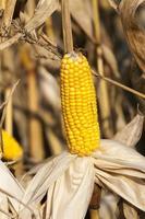 corn and ripe cob photo