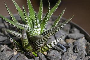 haworthia emperador suculento de cerca. foto