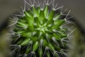 Macro view of beautiful green cactus. photo