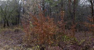 bosque de otoño, de cerca foto