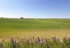 Green wheat, field photo