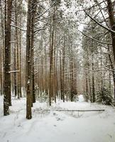 pinos cubiertos de nieve foto