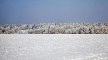 paisaje de invierno con nieve foto