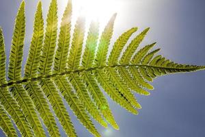 fern with a green leaf photo