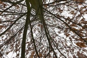 deciduous trees after snowfall photo