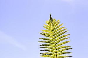 helecho con una hoja verde foto