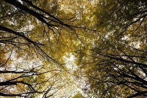 yellow autumn foliage photo