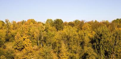 forest covered with yellow and orange foliage photo