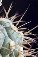 needle cactus, close up photo