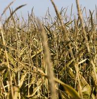 corn and ripe cob photo