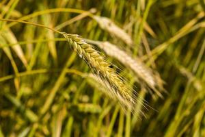 campos agrícolas europa del este foto