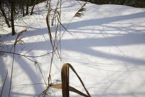 snow and ice covered grass photo