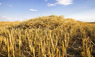 campos agrícolas con trigo o centeno foto
