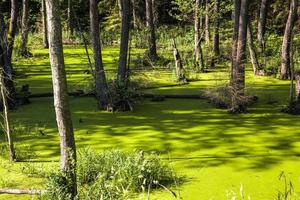 green slime swamp photo