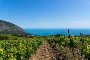 Rain clouds over mountains and a valley with a green vineyard. photo