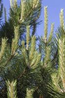 pine tree, close up photo