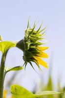 sunflowers, territory of Eastern Europe photo