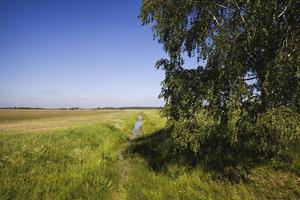 deciduous trees, field photo