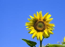 girasol anual amarillo foto