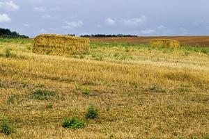 harvesting wheat, field photo