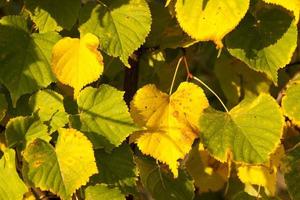 Linden tree in the autumn photo