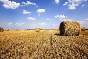 stack of straw in the field photo