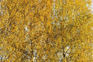 abstract background of birch foliage photo