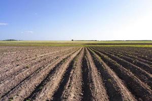 potato field , Belarus photo