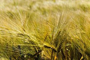 ripened cereals , field photo