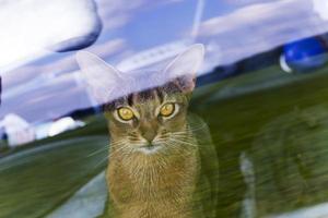 Abyssinian cat behind the glass photo