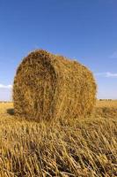 after harvesting cereal photo