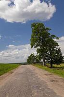 the asphalted road photo