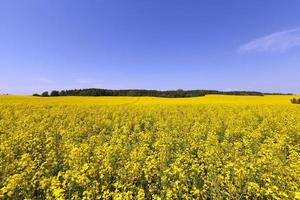 Rape field , Blue sky photo