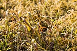 yellowed wheat sprouts photo