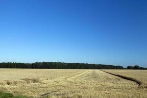 agricultural fields with wheat or rye photo