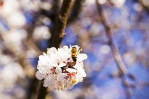 apricot in the spring garden photo