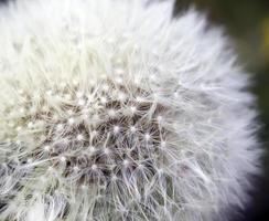 hermoso diente de león blanco foto