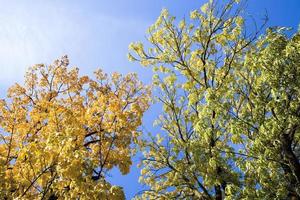 yellowed leaves of trees photo