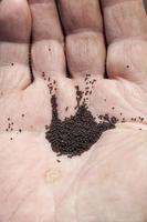 pequeñas semillas de amapola negras foto